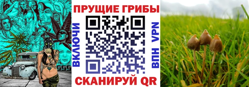 Галлюциногенные грибы мицелий  Южно-Сухокумск 